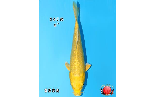 【国内在庫】 Ginrin Yamabuki 511 - Cots koi Auction 果物