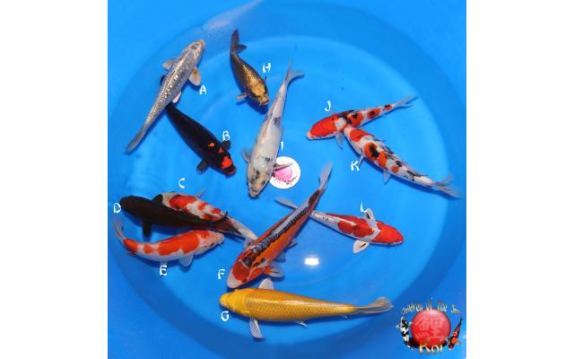 DoMeGe　koi-hotaru fusion Ginrin Kabuto Koi-H BB5 - Cots koi Auction