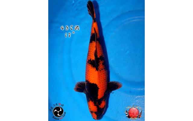Niigata Koi Breeders Auction - Part Two. Ending 11.16.25 - Cots