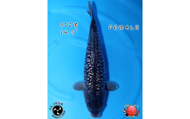 新品　SHISHIKUI boda / REDxOFF 新品 SHISHIKUI boda / REDxOFF boda / RED×OFF – SHISHIKUI