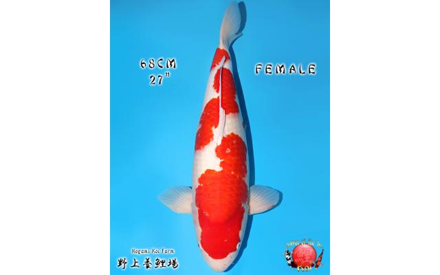 YEAR FINALE) Nenmatsu Koi Auction: Ending 12.7.25 - Cots koi Auction