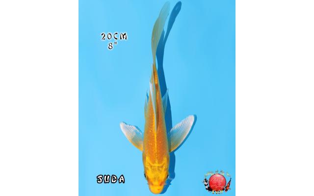 Search results - page 3 - Cots koi Auction