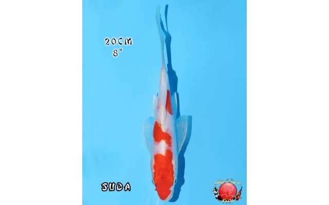 ANKOIページ Search results - page 3 - Cots koi Auction