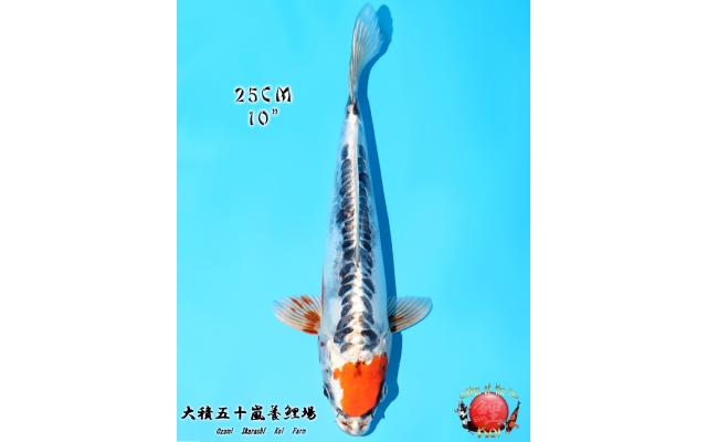 Search results - page 3 - Cots koi Auction
