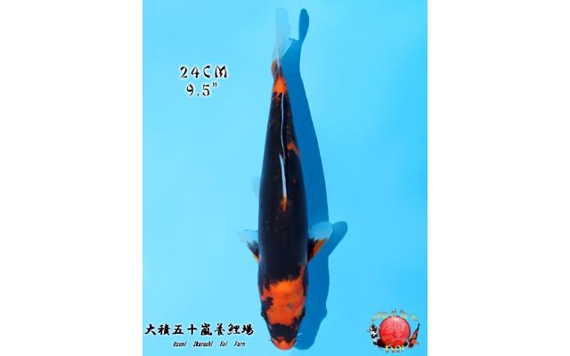 Search results - page 3 - Cots koi Auction