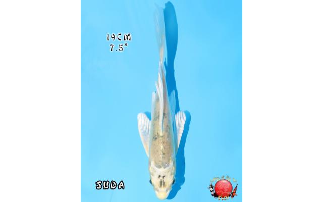 Search results - page 3 - Cots koi Auction