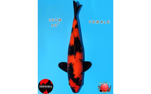 YEAR FINALE) Nenmatsu Koi Auction: Ending 12.7.25 - page 4 - Cots