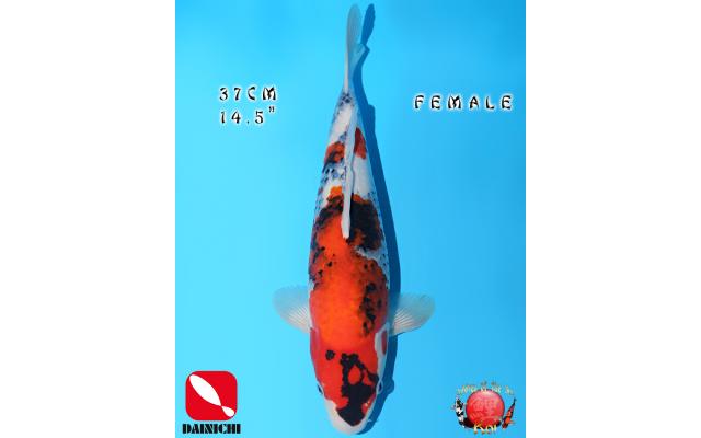 High Quality Koi Auction 9/7/2025 - page 2 - Cots koi Auction