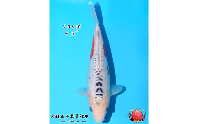 Koiページ K731/全3色” Koi「Holly Pants」 | SCLAB（スクラボ）/ 株式会社