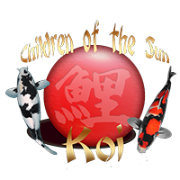 Cots koi Auction