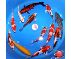 Doitsu Showa Koi-G BB8