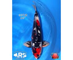 Marushin Doitsu Showa 1157B