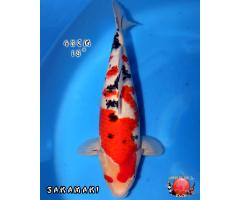 Sakamaki Sanke 1159B