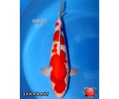 Sakamaki Kohaku 1160B