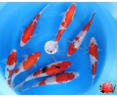 Gosanke Koi Set 8x Pieces 1106