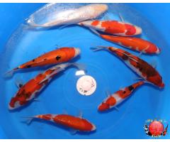 Gosanke Koi Set 8x Pieces 1107