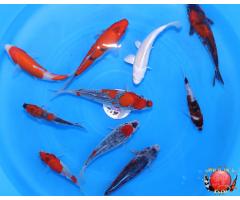 Koi Mix Set 10x Pieces 1108
