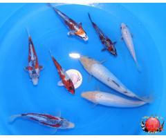 Koi Mix Set 8x Pieces 1109
