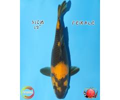 Otsuka Ki Utsuri 1228