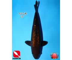 Dainichi Black Diamond 1230