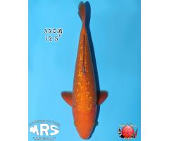 Marushin Ginrin YellowMonkey Karashigoi 1231