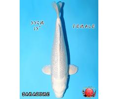 Sakazume Ginrin Platinum 1233