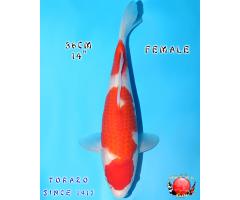 Torazo Kohaku 1235