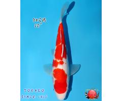 Kohaku 270