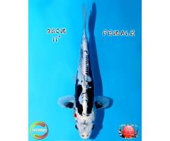 Otsuka Kikokuryu 3113