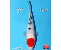 Marudo Tancho Sanke 3114