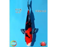 Otsuka Doitsu Sanke 3115