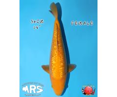 Marushin YellowMonkey Ginrin Karashigoi 3117