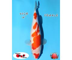 Maruyama Kohaku 3118