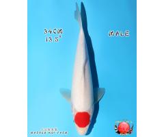 Marudo Tancho Kohaku 3119
