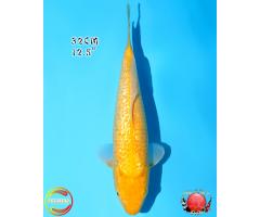 Otsuka Ginrin Kigoi 553
