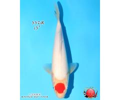 Marudo Tancho Kohaku 554