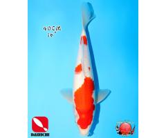 Dainichi Kohaku 556