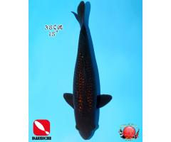 Dainichi Black Diamond 557