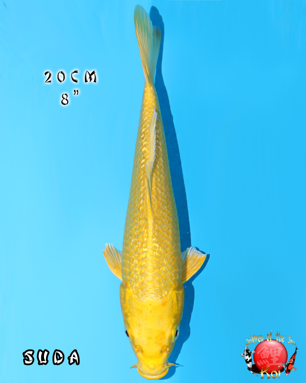 雑誌で紹介された Ginrin Yamabuki 511 - Cots koi Auction 果物