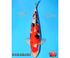 Sakamaki Sanke 727
