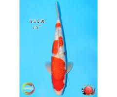 Otsuka Ginrin Kohaku 728