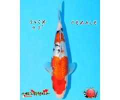 Matsue Ginrin Sanke 729