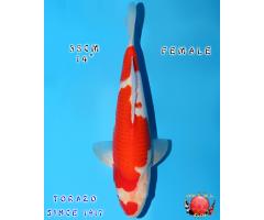 Torazo Kohaku HQ922