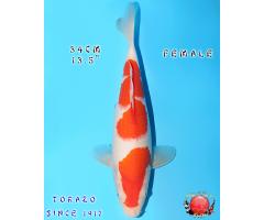 Torazo Kohaku HQ925