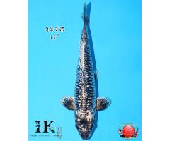 Ikarashi Toshinobu Godzilla HQ926