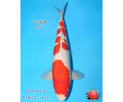 Torazo Ginrin Kohaku HQ927