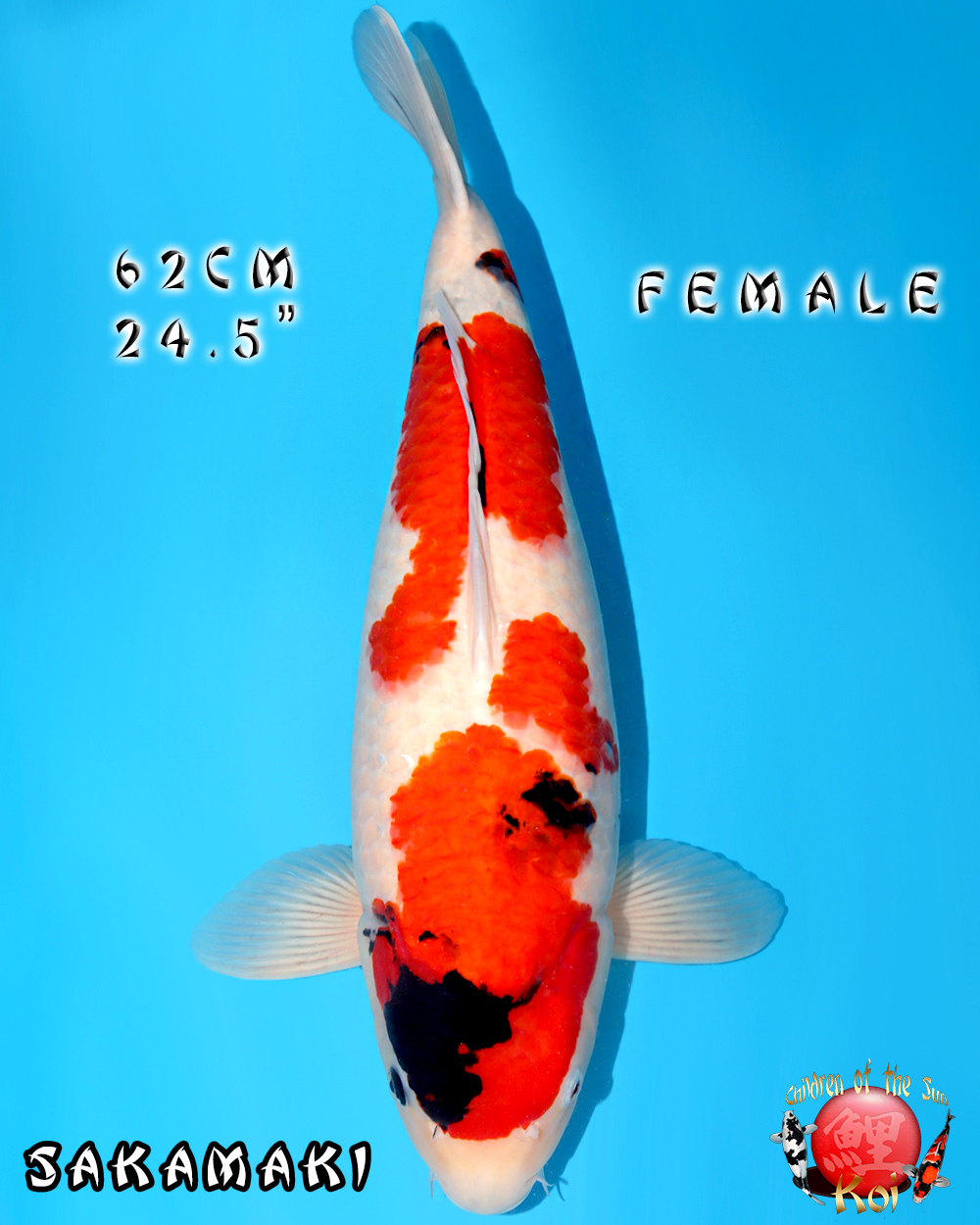 Sakamaki Showa 929H - Cots koi Auction