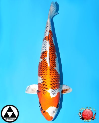koikoi　送料ページ Auctions