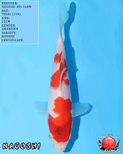 Kohaku 606