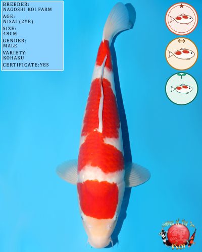 Nagoshi Kohaku 3133